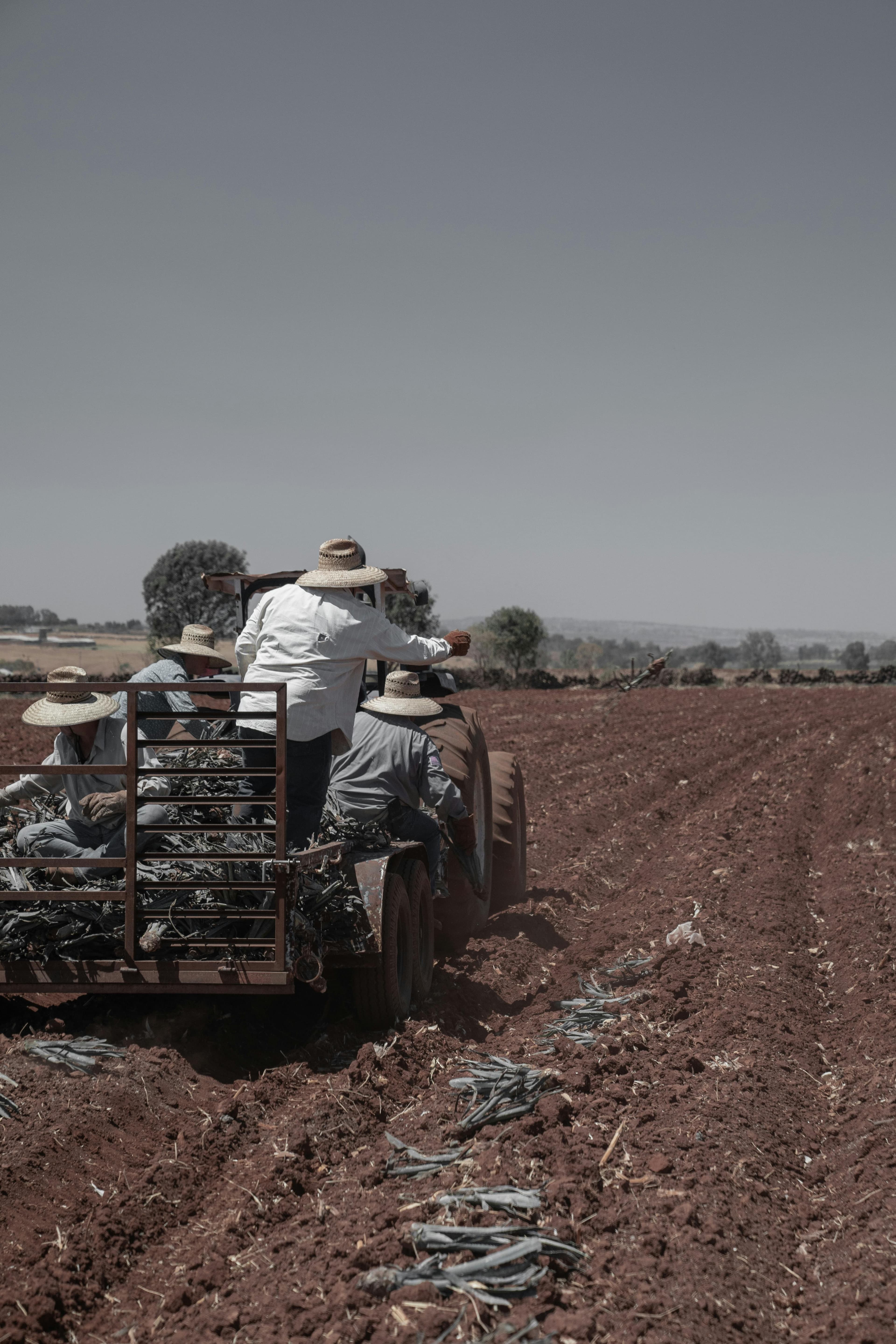 The Harvest Diaries: November in Puglia