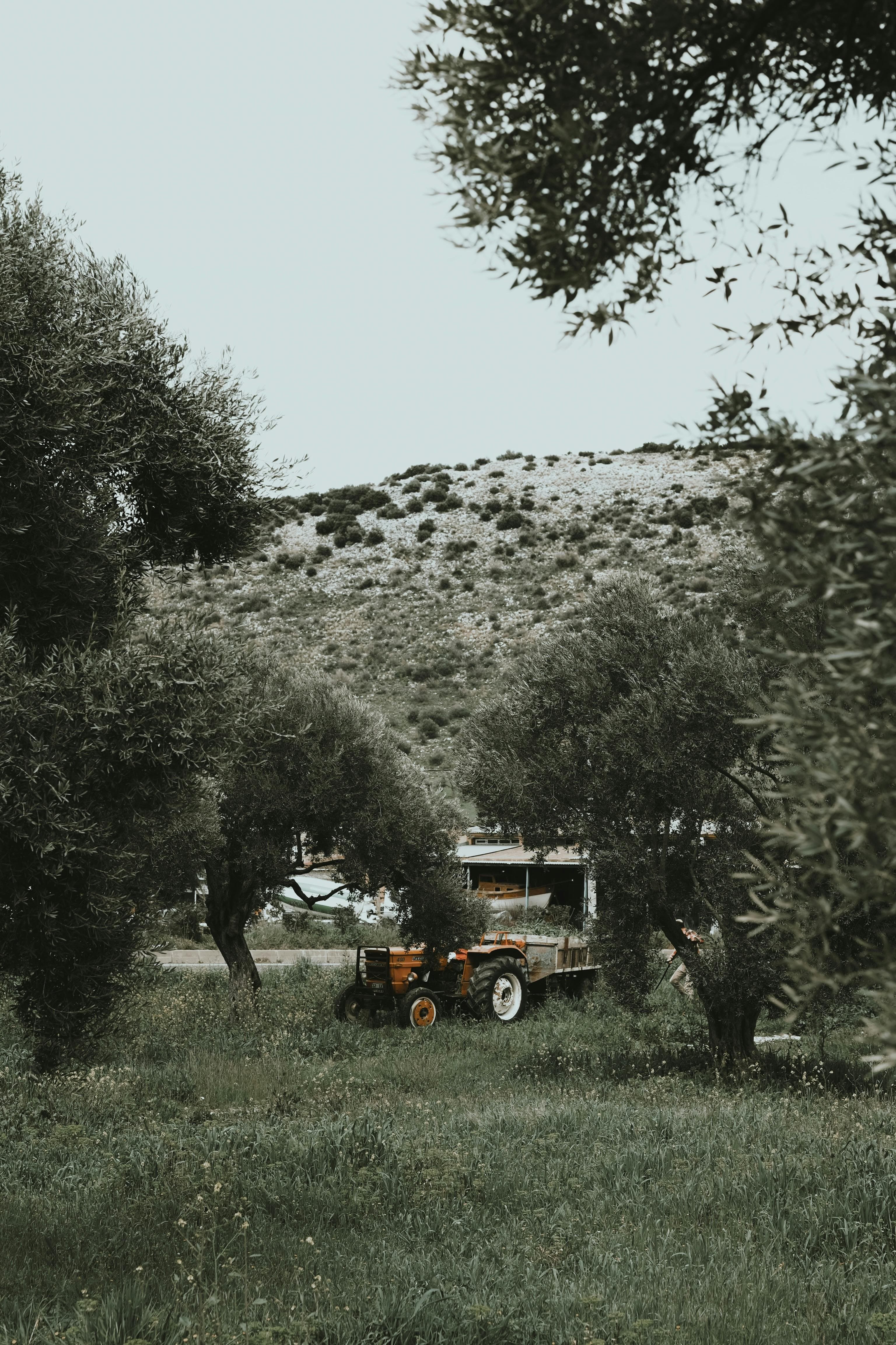 The First Planting